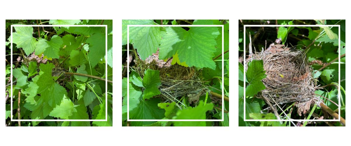 photos d'un nid d'oiseaux cachÃ© dans un buisson de cassis