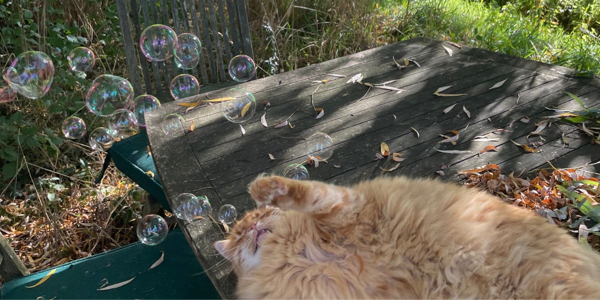 Chat qui joue avec des bulles de savon
