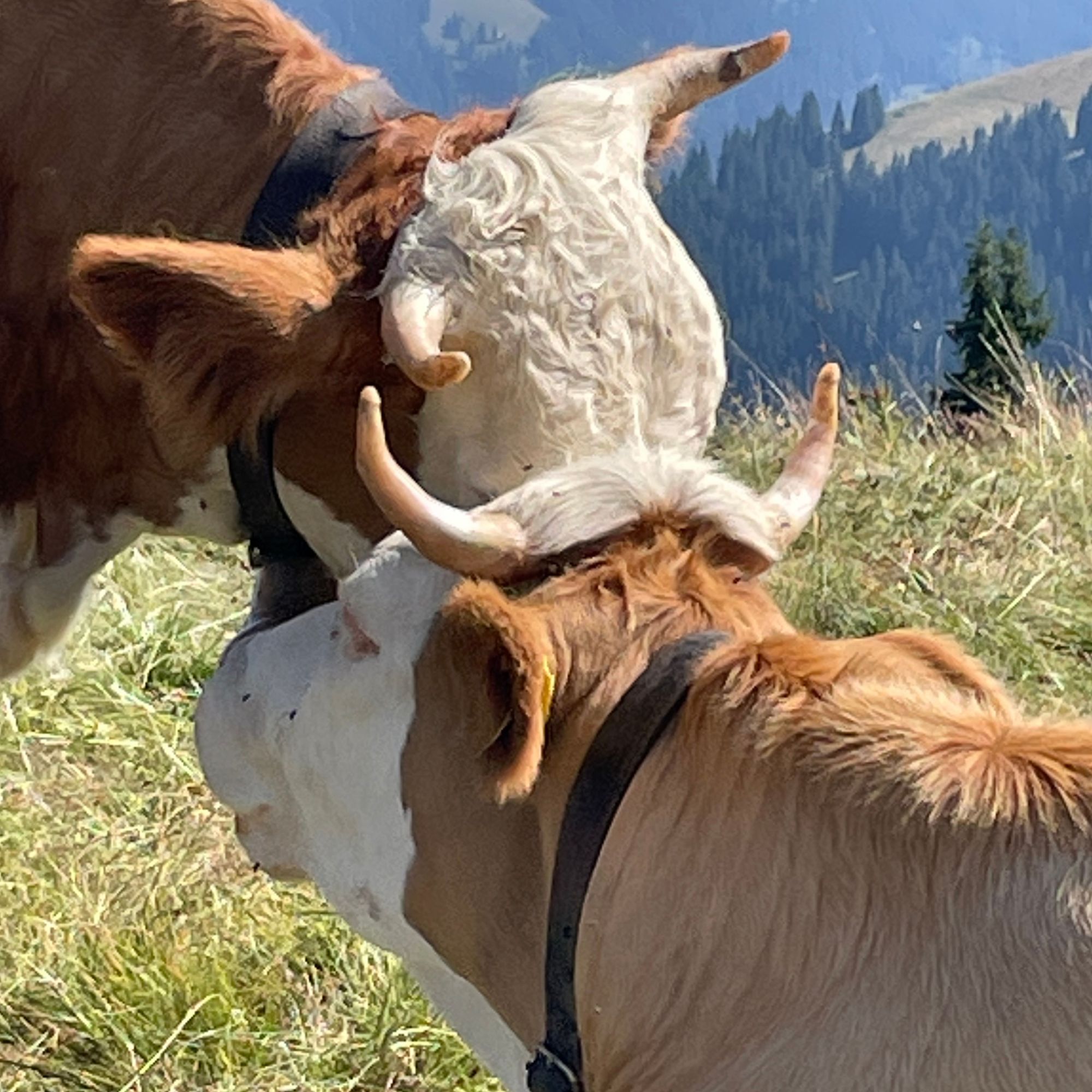 Deux vaches frottant leurs tête l'une contre l'autre